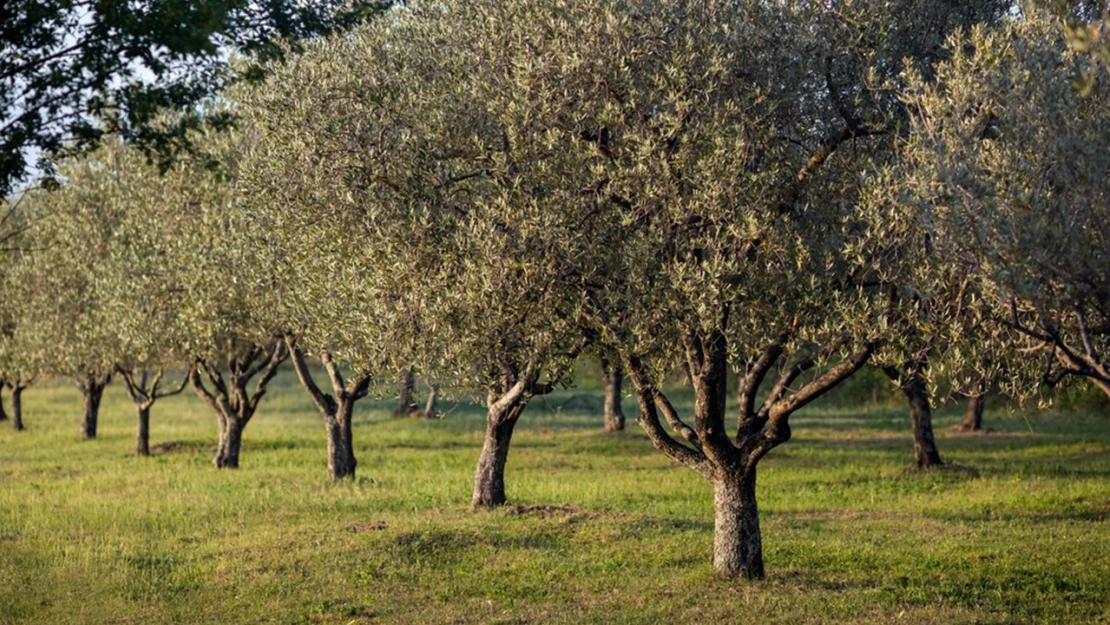 Kahramanmaraş'ta zeytin üretimine büyük destek