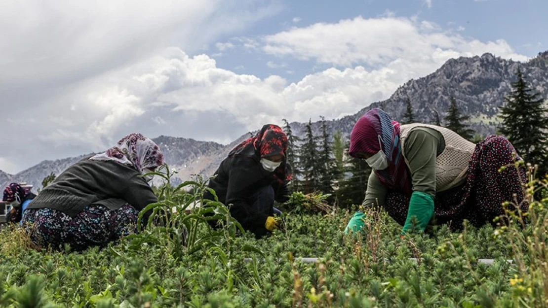 Kahramanmaraşlı kadınlar Türkiye'nin yeşillendirilmesine anne şefkatiyle katkı sağlıyor