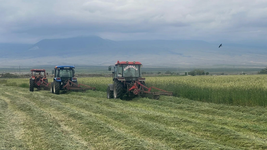 Kazımkarabekir Tarım İşletmesi'nde hasıl tritikale hasadı başladı