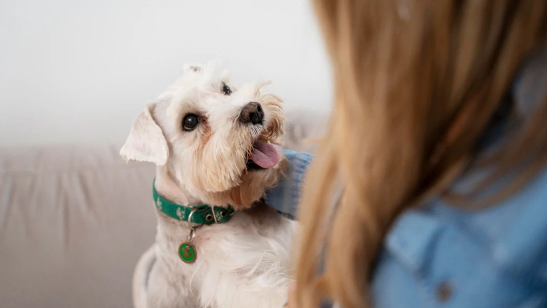 Kedi ve köpeklerin kimliklendirmesi için son gün 30 Haziran!