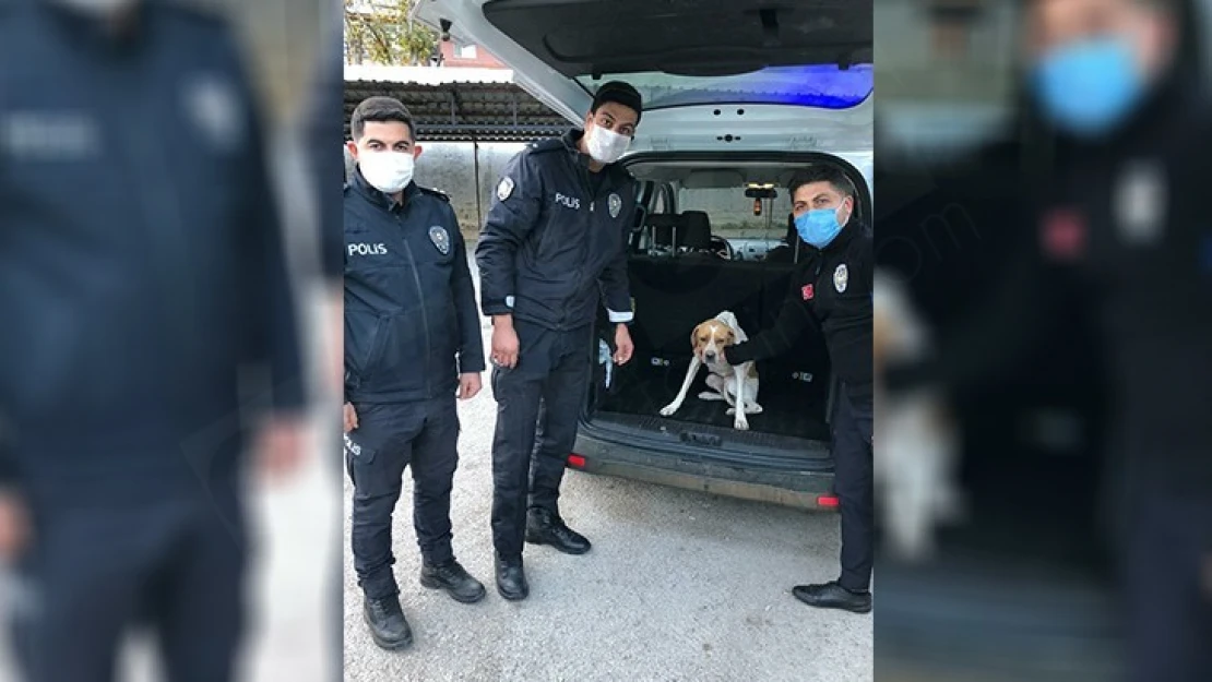 Köpeğe eziyet ettiği iddia edilen zanlı gözaltına alındı