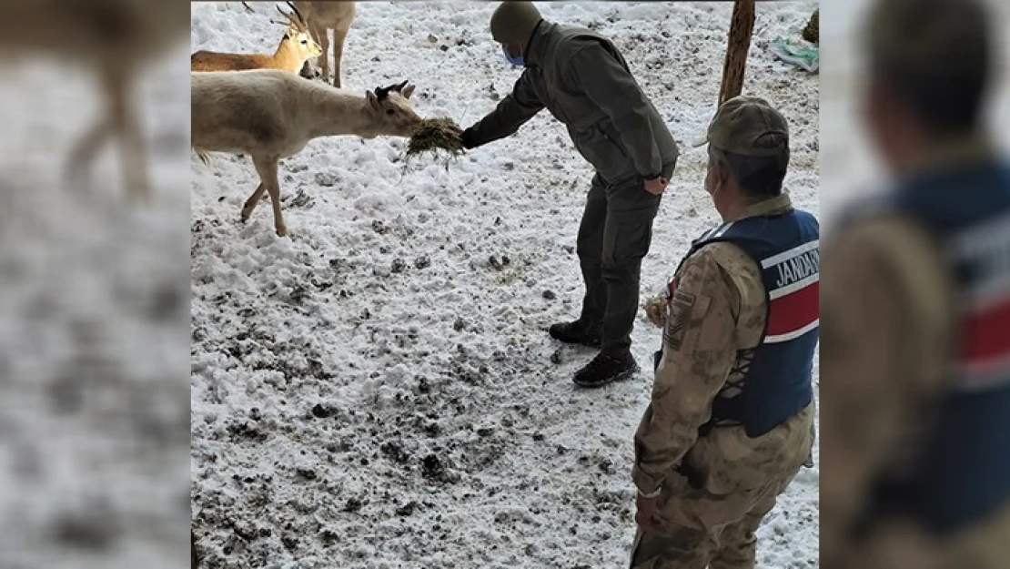 Koruma altındaki geyikler için doğaya yem bırakıldı