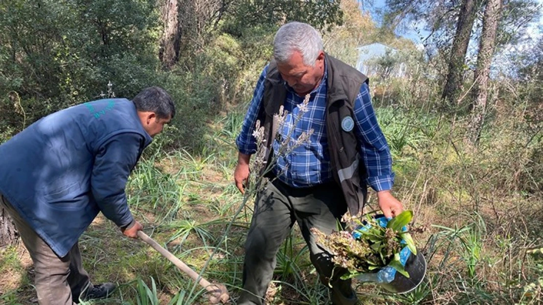 Koruma altındaki orkideleri toplayan 2 kişiye 160 bin 930 lira ceza kesildi