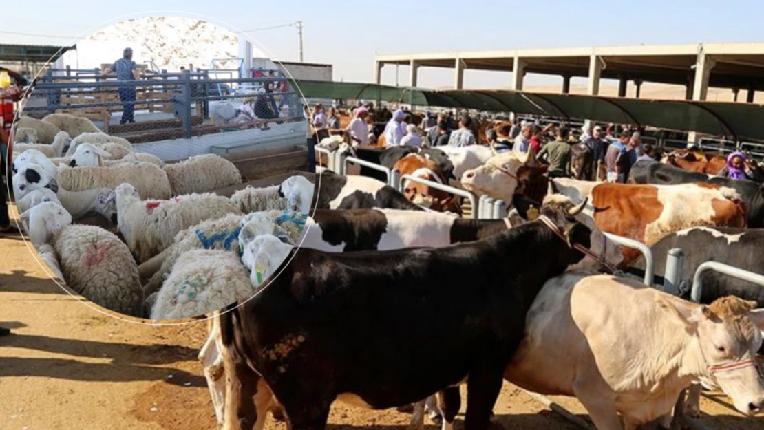 Kurbanlığını satamayan üreticiye müjde