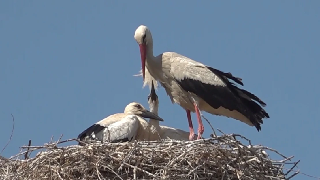 Leylekli köyü bu yıl da özel misafirlerini ağırlıyor