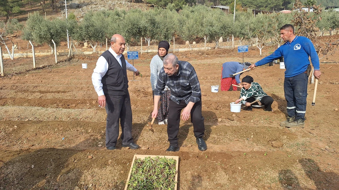 MADO, Kahramanmaraş'ta salep atağı başlattı! 10 yıl alım garantisi