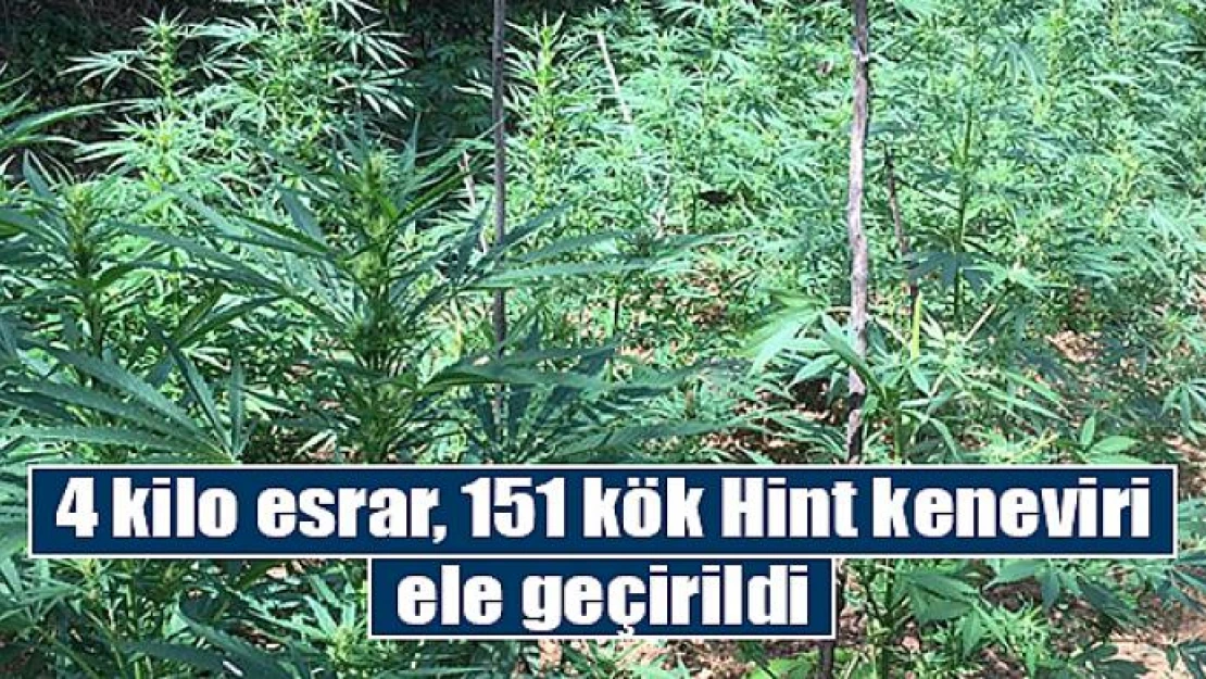 4 kilo esrar, 151 kök Hint keneviri ele geçirildi