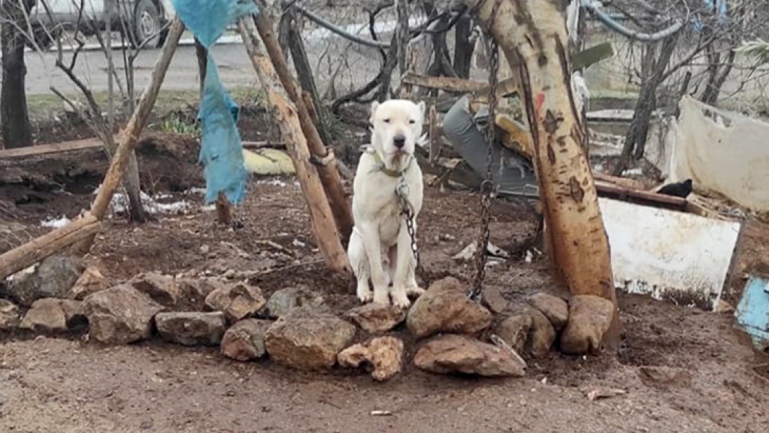 Pitbull cinsi köpeğin sahibine 14 bin 982 liralık ceza