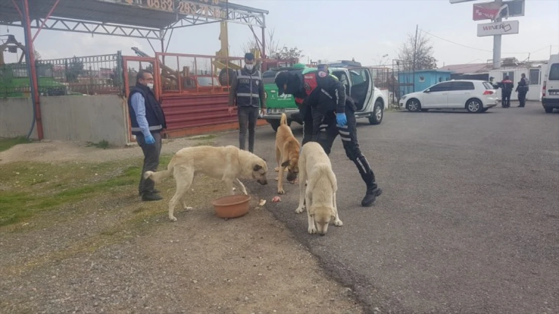 Polislerden sokak hayvanlarına mama desteği