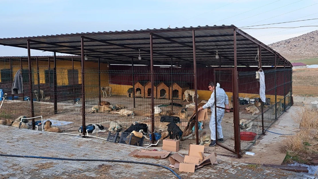 Ruhsatı alınan barınakta, 200 köpek kısırlaştırıldı