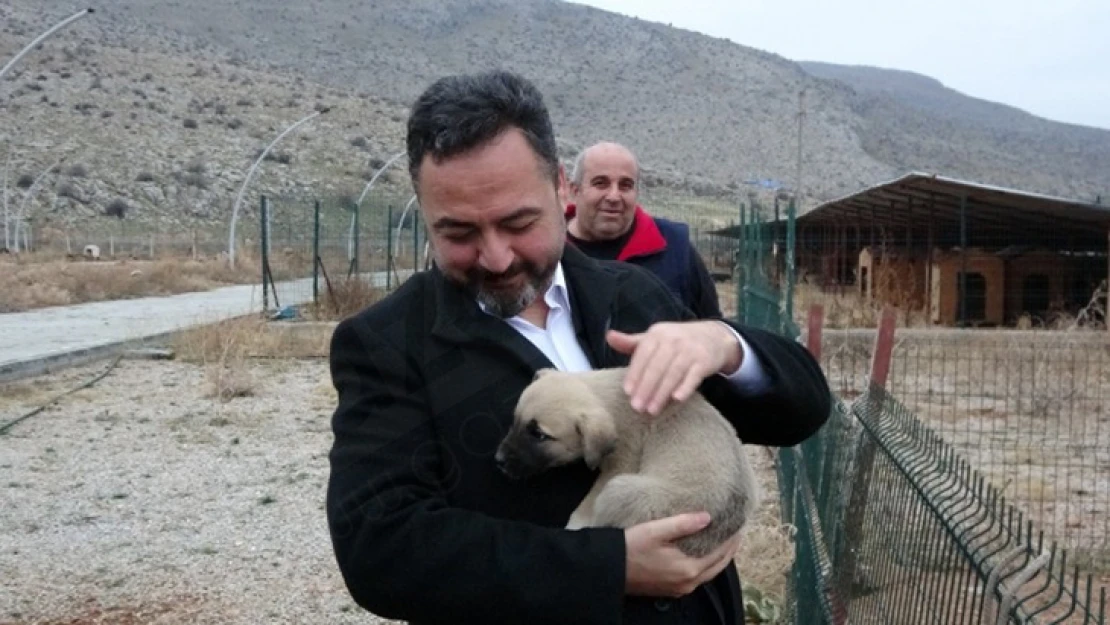 Sahipsiz hayvanlar sağlık kontrolden geçecek