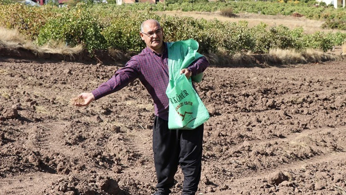 Şalvar giyen belediye başkanı karakılçık buğdayı ekti