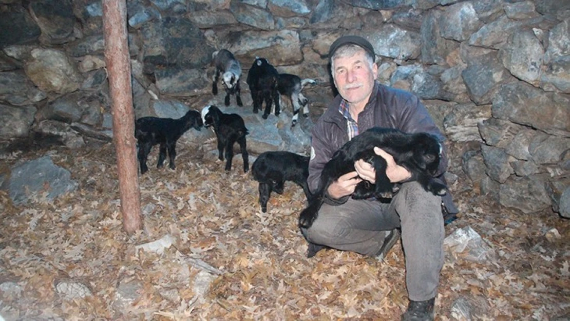 Sarıkeçili Yörükler'in oğlak besleme telaşı başladı