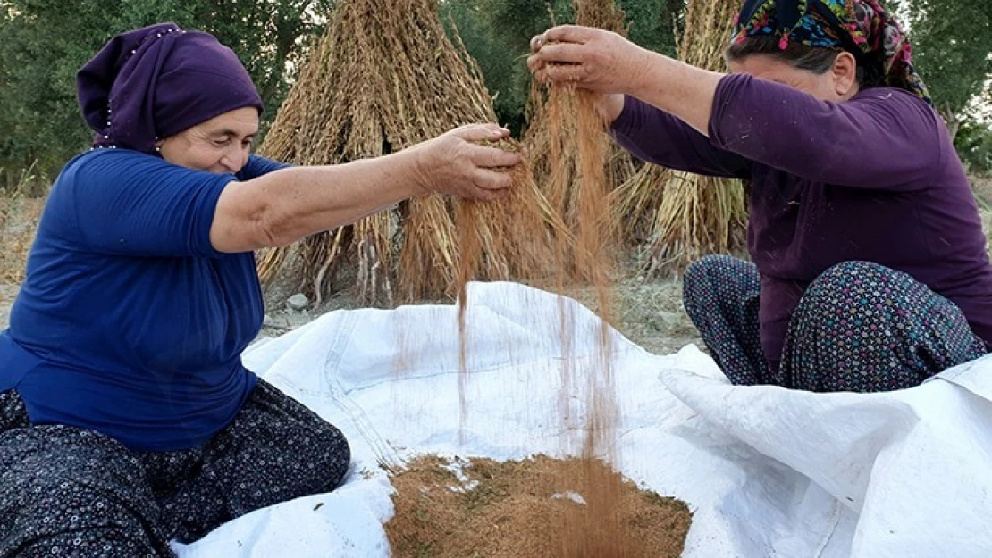 Susam hasadına başlandı