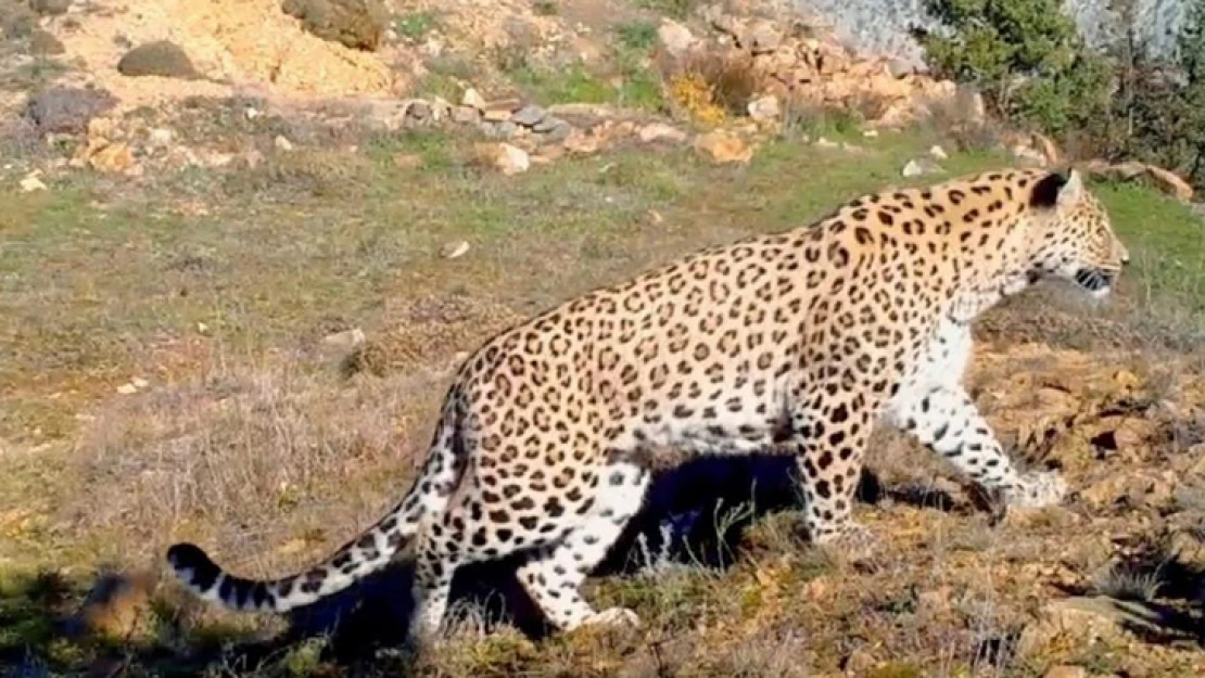 Tarım ve Orman Bakanı Kirişci'den, Anadolu Leoparı paylaşımı