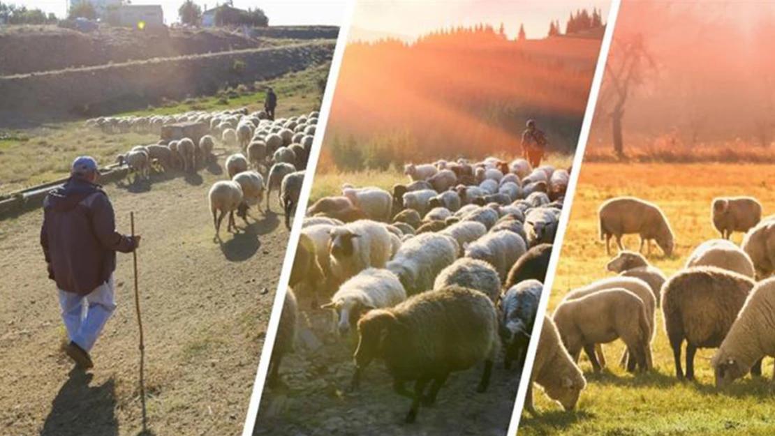 TARSİM prim tarife fiyatları indirildi, sigorta teminatlarının kapsamı genişletildi