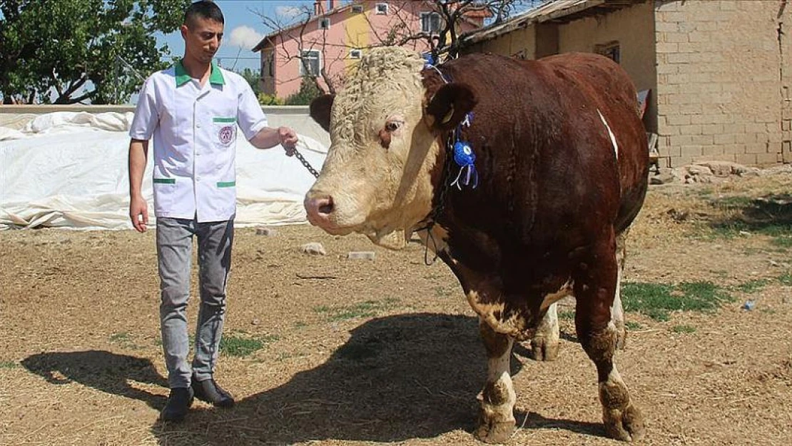 Kurbanlık boğa 'Paşa' görücüye çıktı