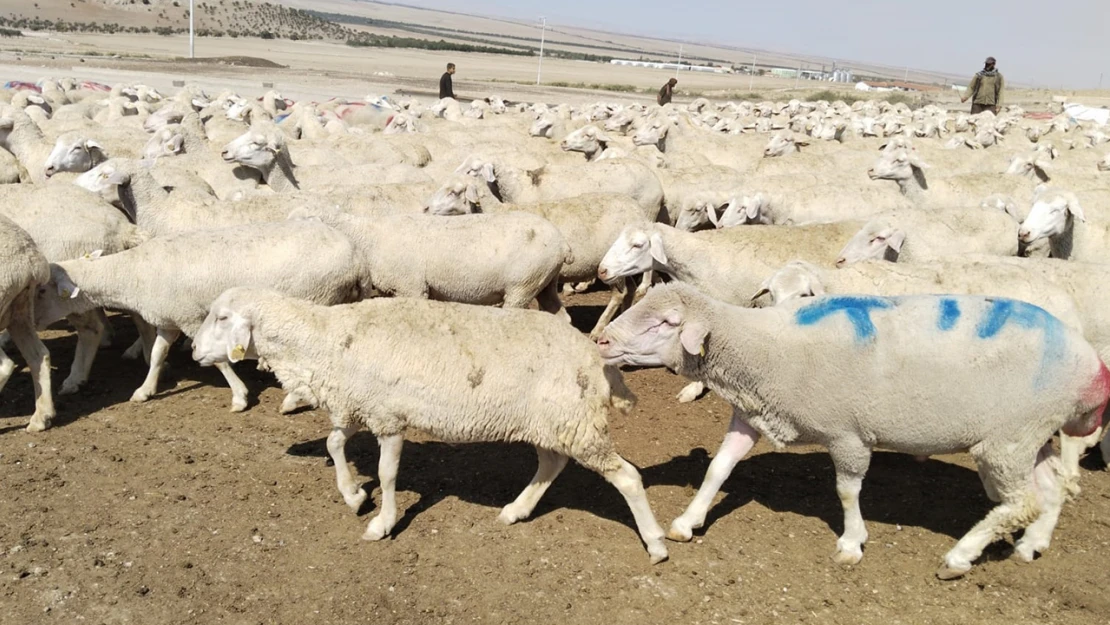 TOBB Başkanı Hisarcıklıoğlu'ndan tarım ve hayvancılıktan vazgeçmeyin uyarısı