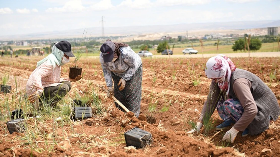 Türkiye'nin en büyük lavanta vadisinde 3'üncü etap çalışmaları başladı