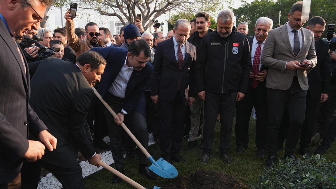 Türkiye'nin en büyük sahil düzenlemesi yapılacak! 250 yıllık zeytin ağacı simge olacak