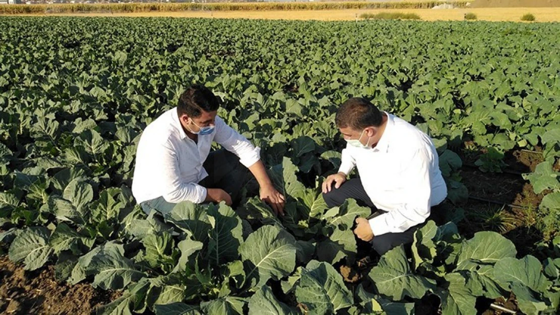 Türkoğlu, tarım ürün yelpazesine yeni çeşitler kazandırıyor