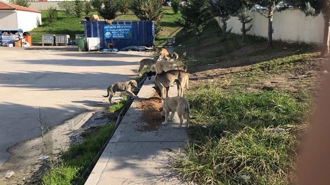 Yangın bölgesindeki sokak hayvanlarına 1 ton mama dağıtıldı