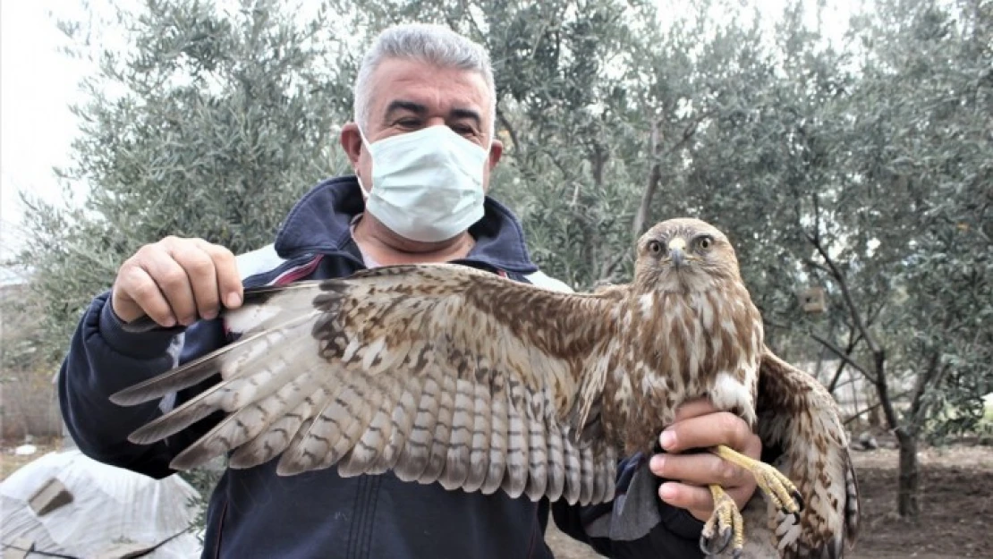 Yaralı bulunan kızıl şahin tedavi altına alındı