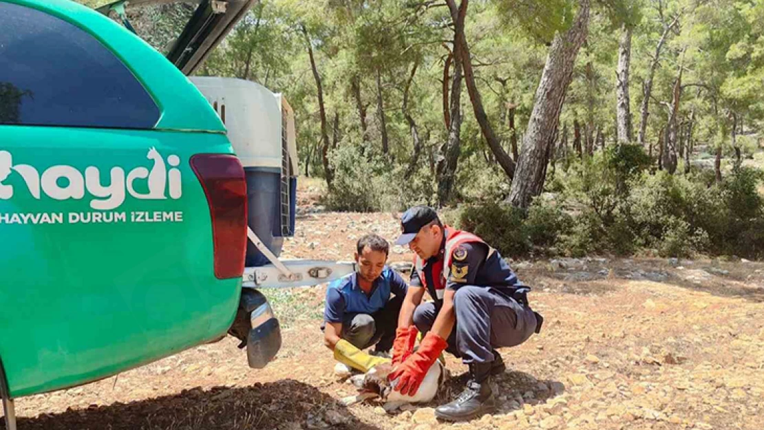 Yaralı köpeğe jandarma sahip çıktı