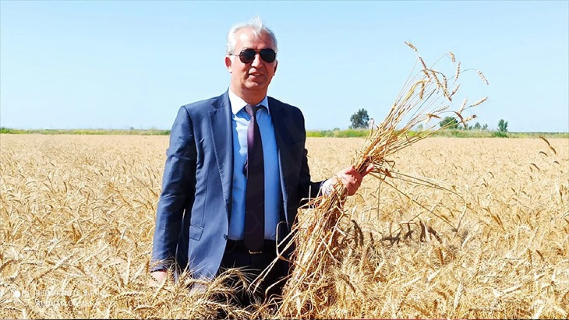 Yerli tohum ekimi yapılan buğday çeşitleri hasat edildi