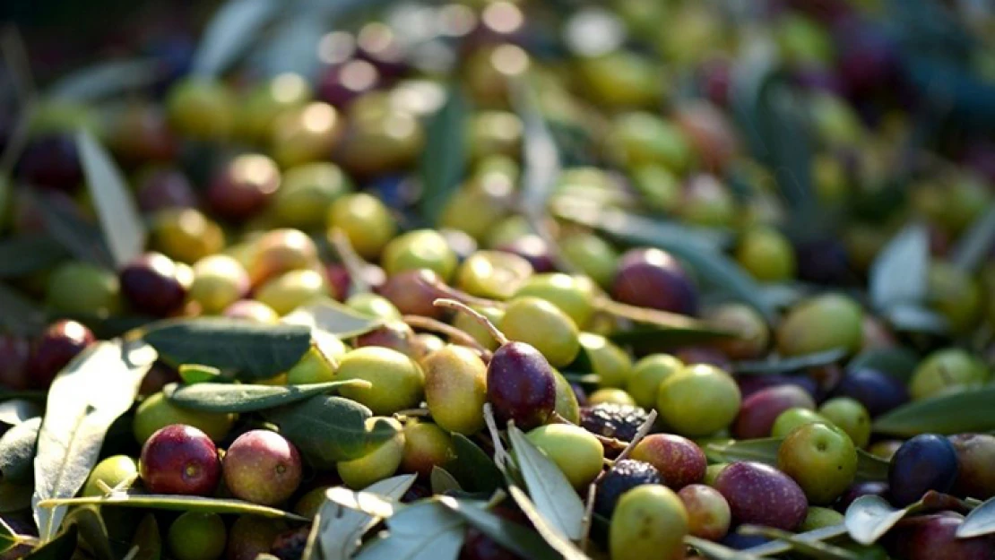 Zeytin üretiminde rekor artış