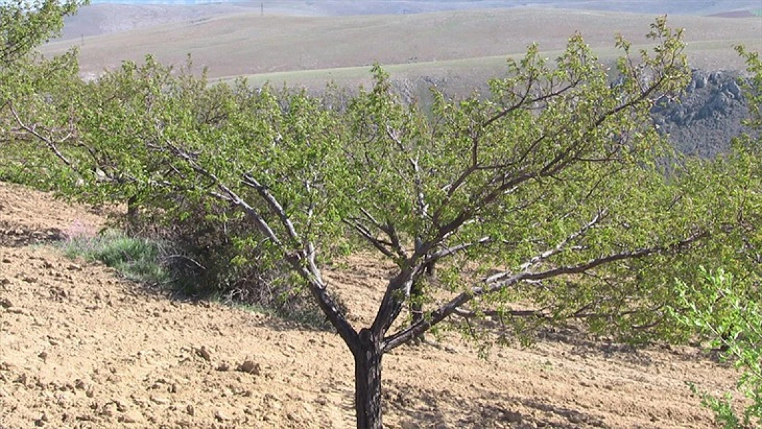 Zirai don kayısı bahçelerine zarar verdi