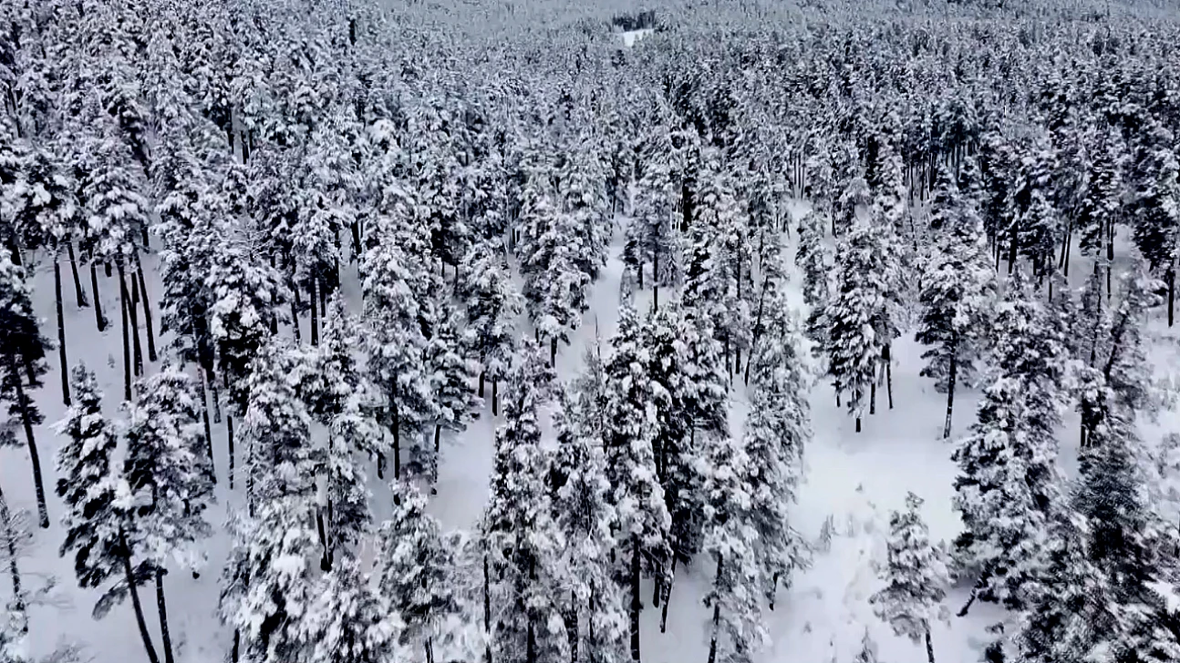 Karla kaplanan sarıçam ormanında muhteşem tablo