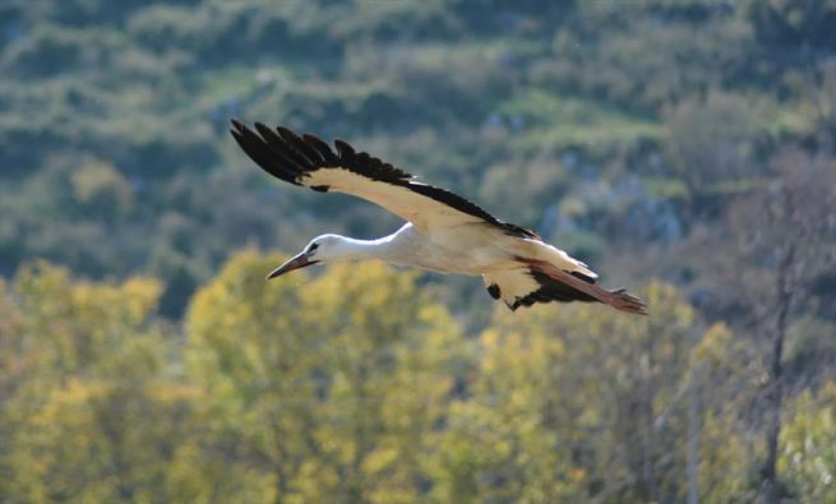 Leyleklerin göçü!