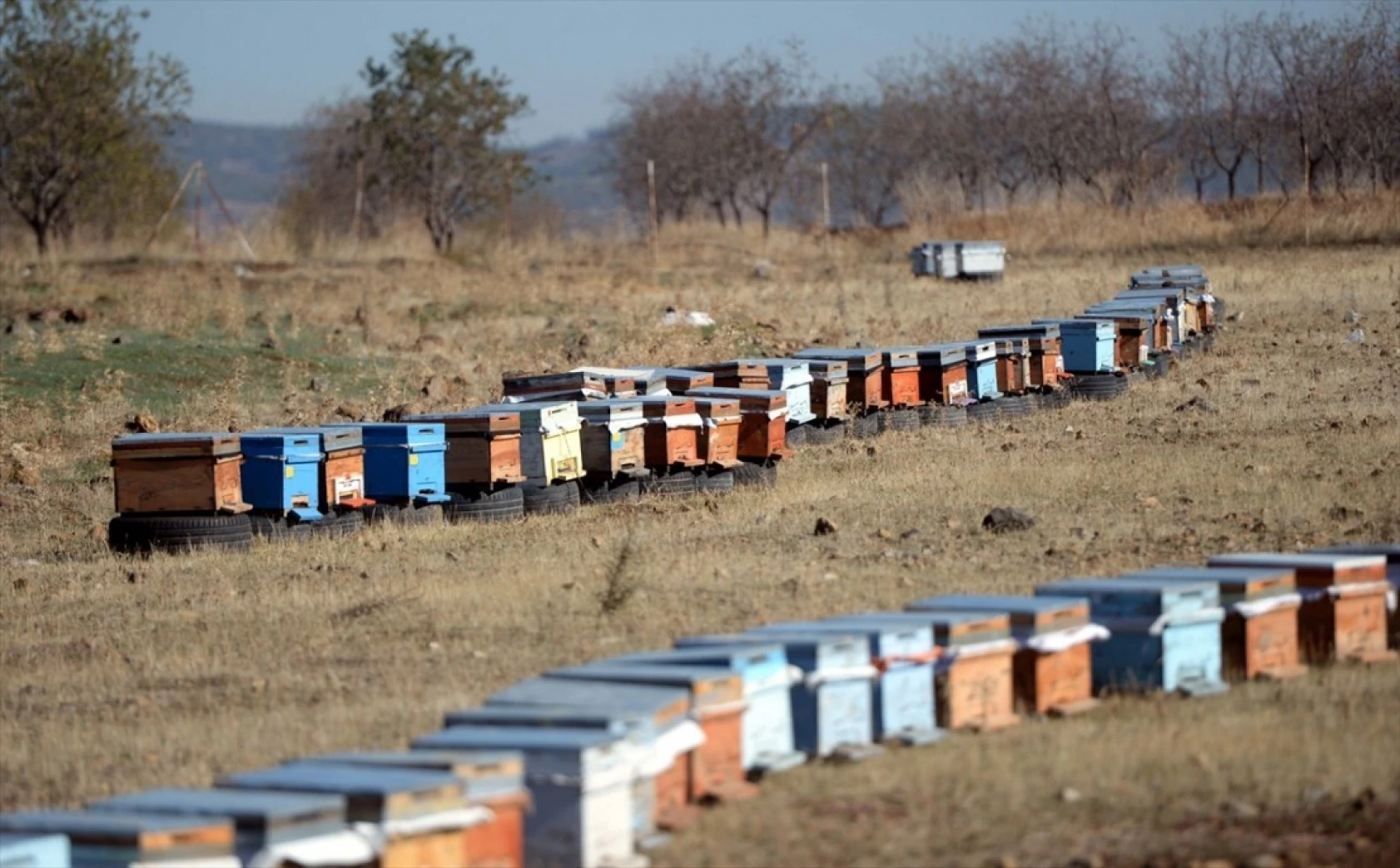 Kahramanmaraşlı bal üreticileri
