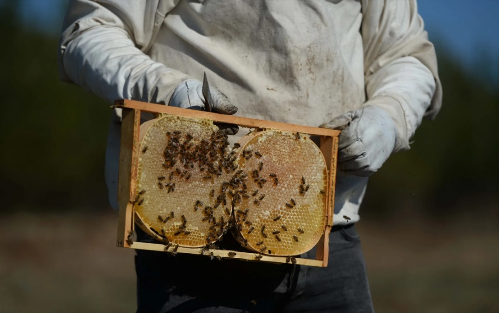 Kahramanmaraşlı bal üreticileri