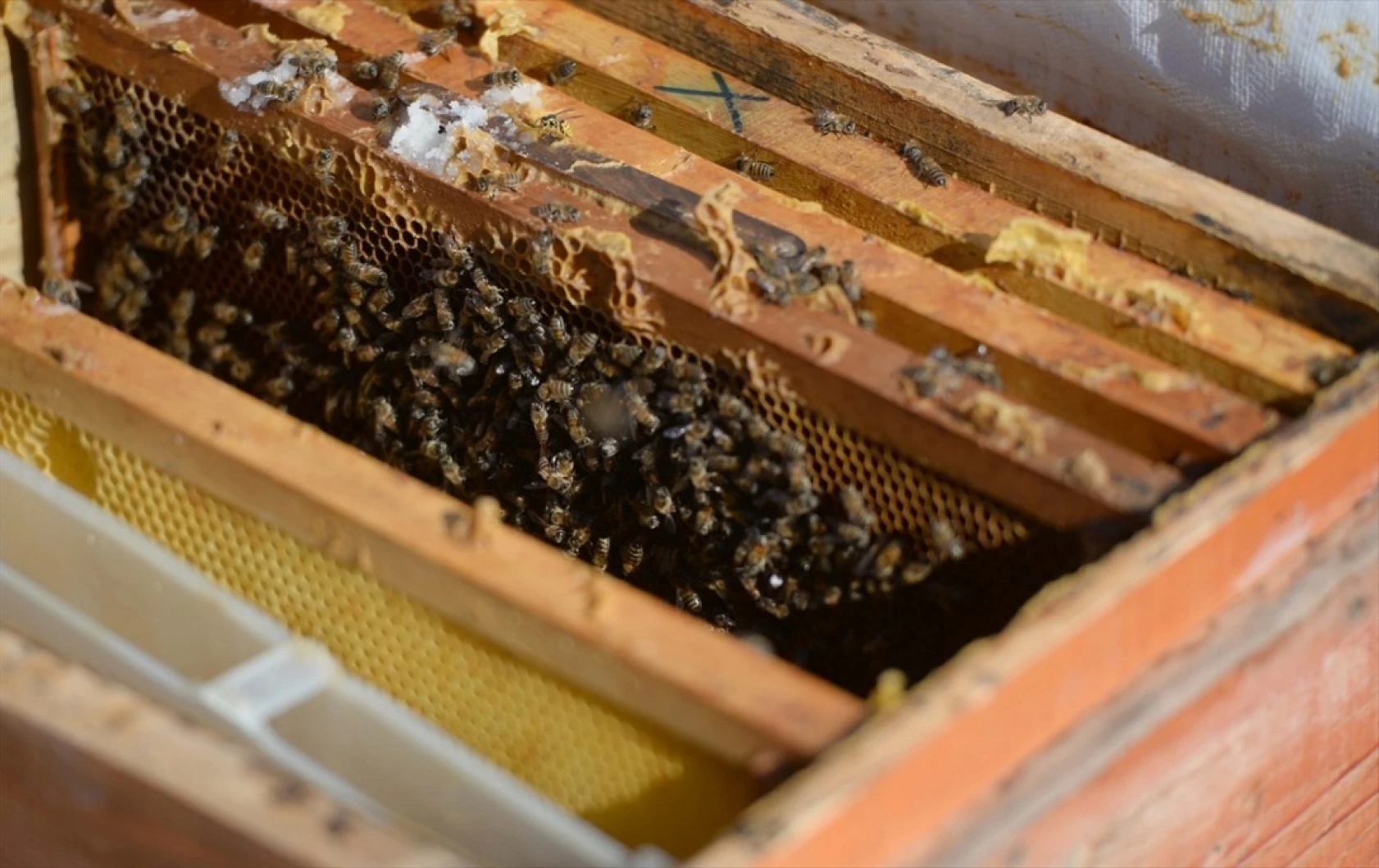 Kahramanmaraşlı bal üreticileri