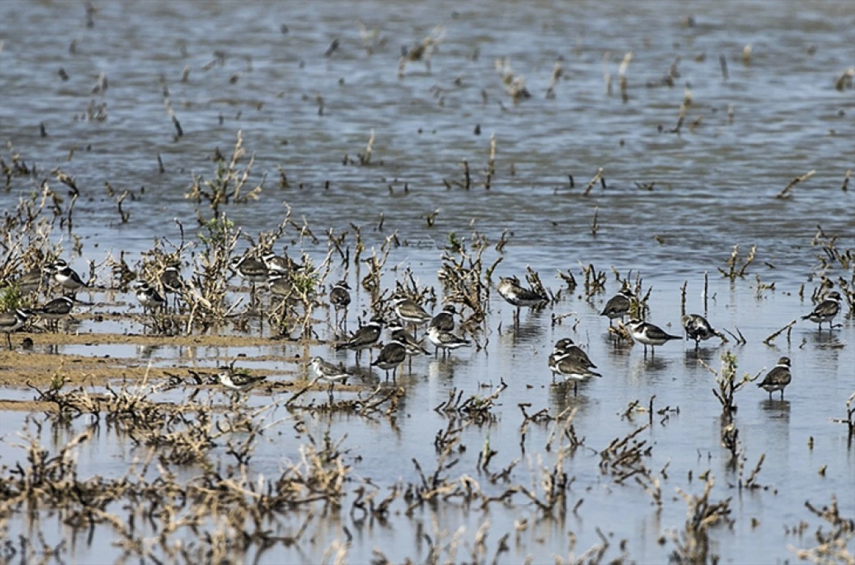 Reyhanlı Barajı'nda kuş türü sayısı 129'a yükseldi