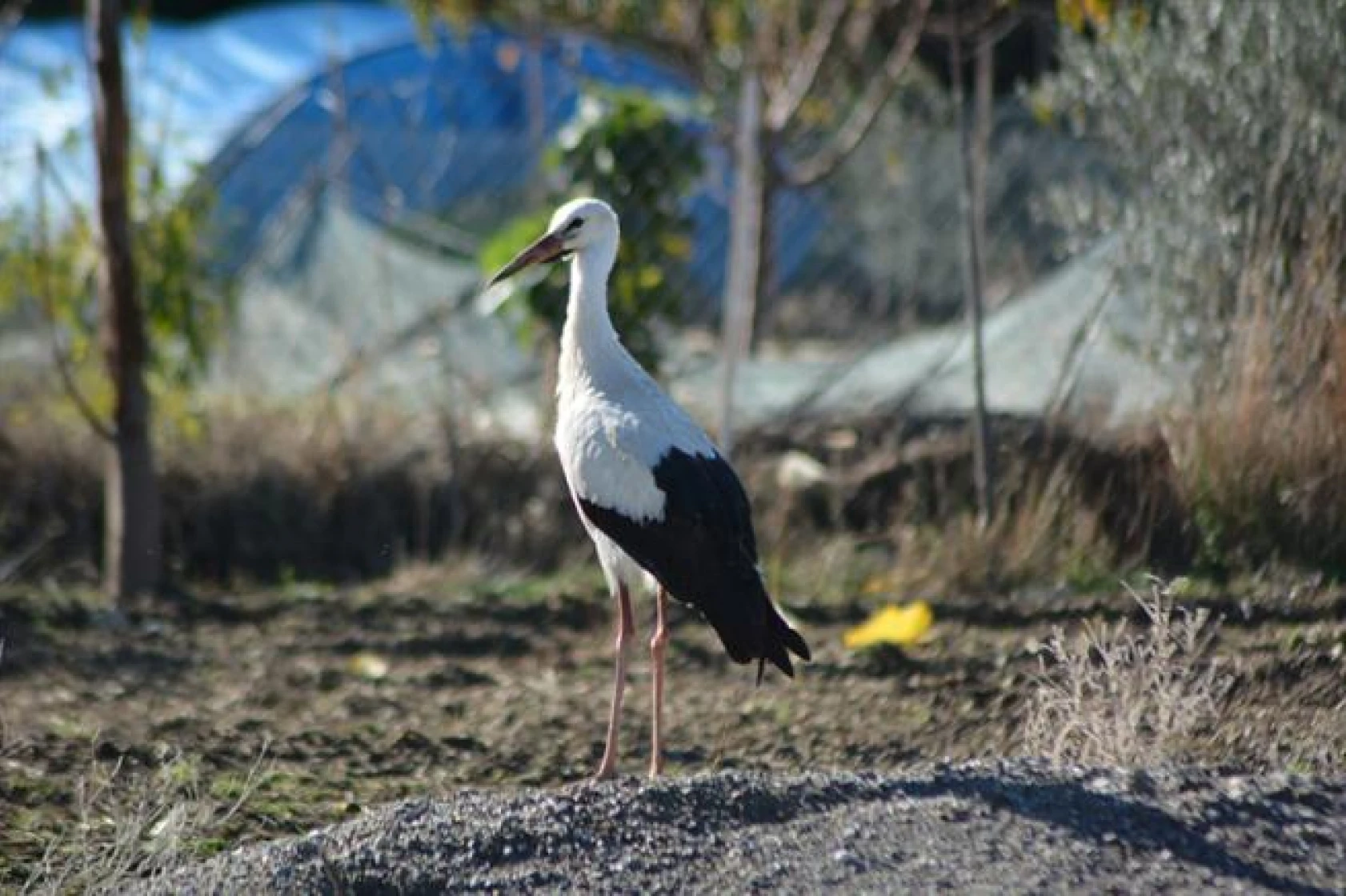 Leyleklerin göçü!