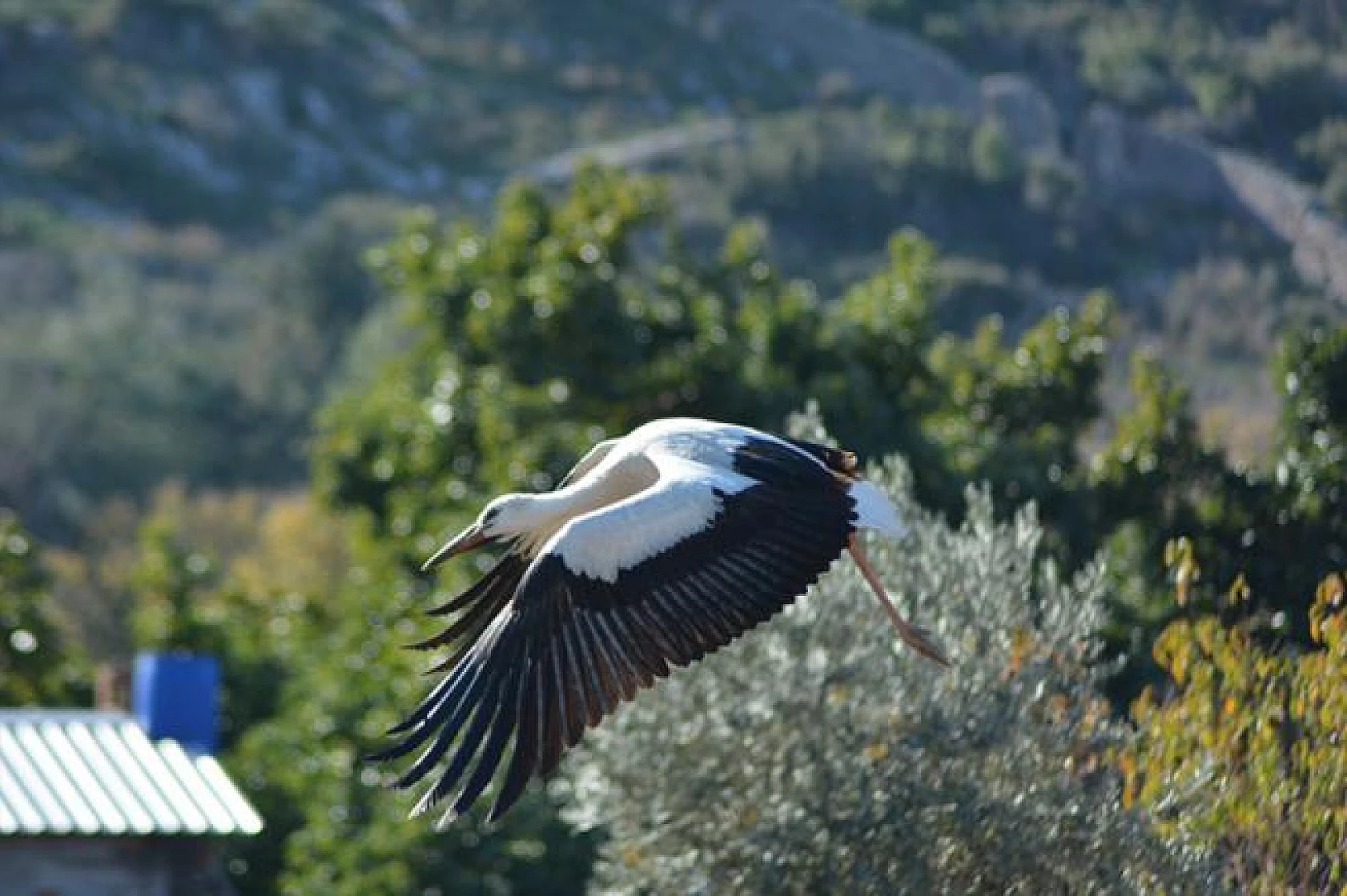 Leyleklerin göçü!