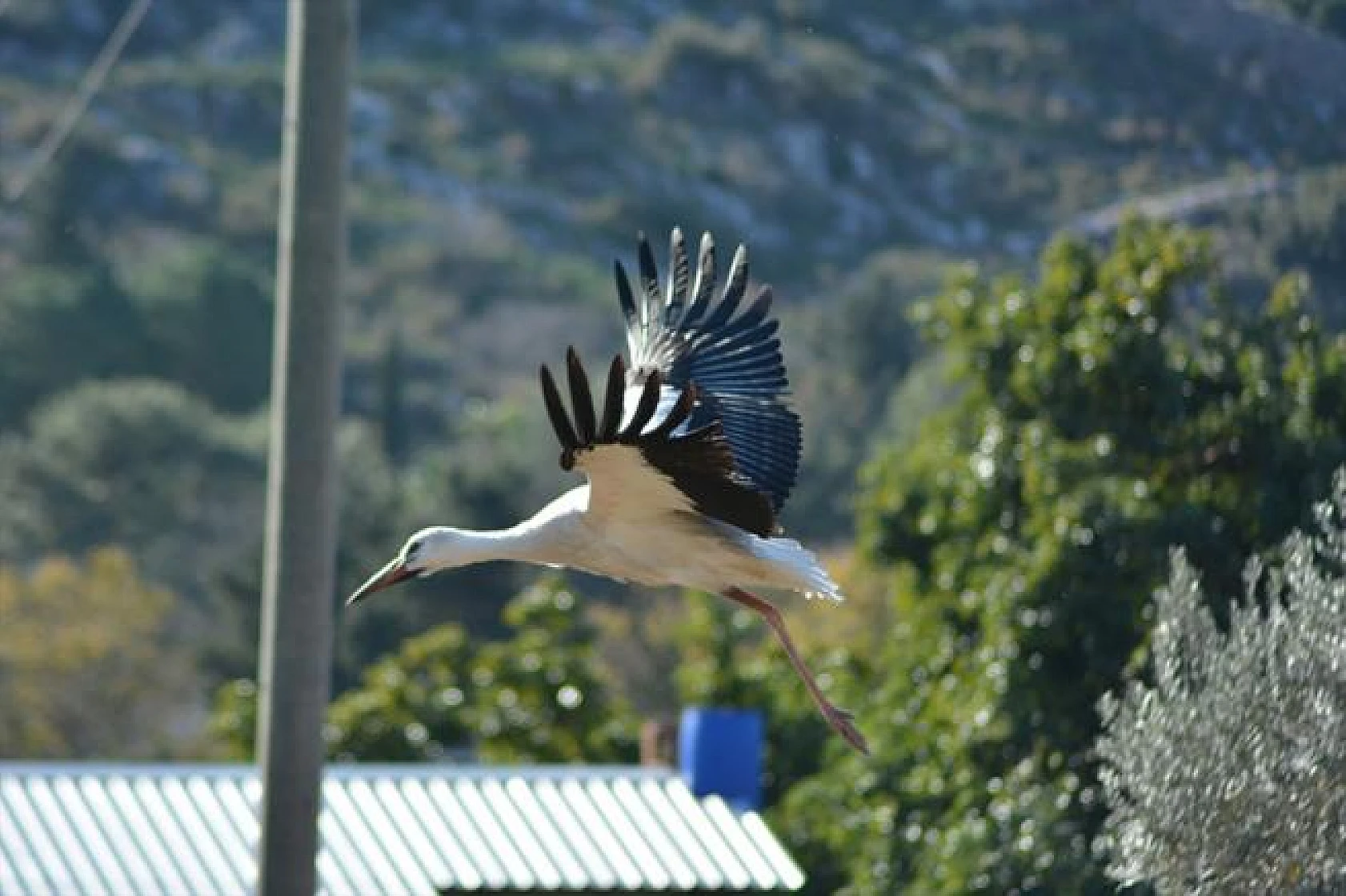 Leyleklerin göçü!