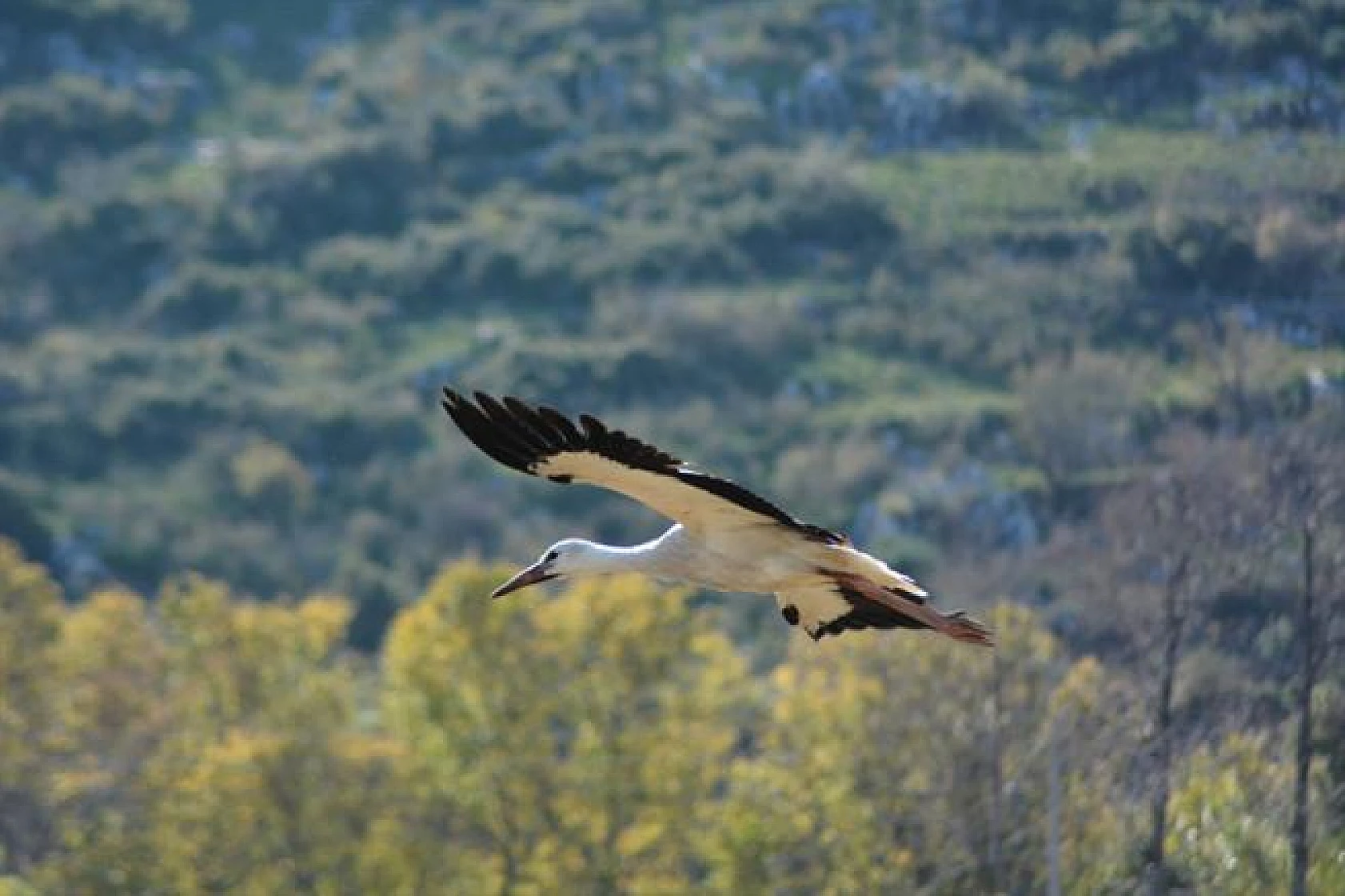 Leyleklerin göçü!