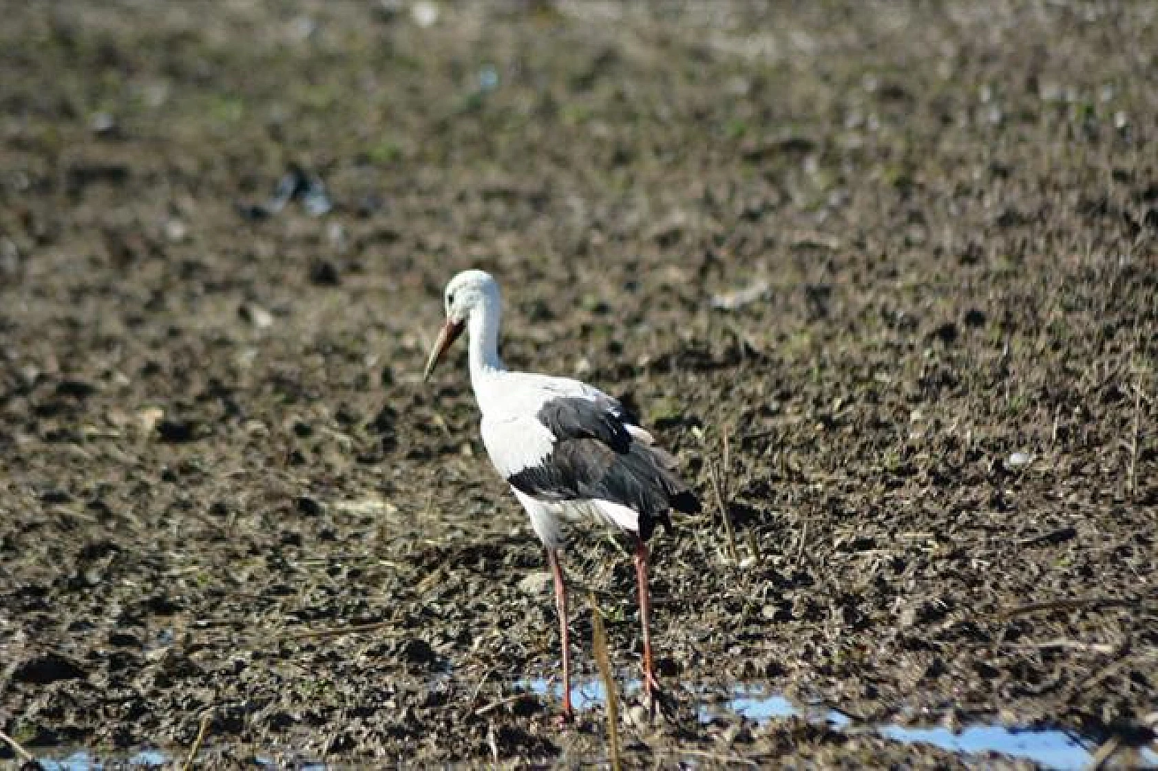 Leyleklerin göçü!