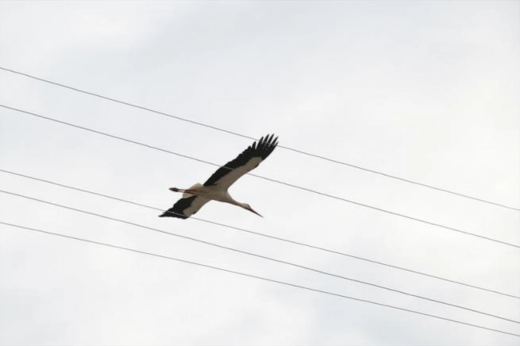 Leyleklerin göçü!