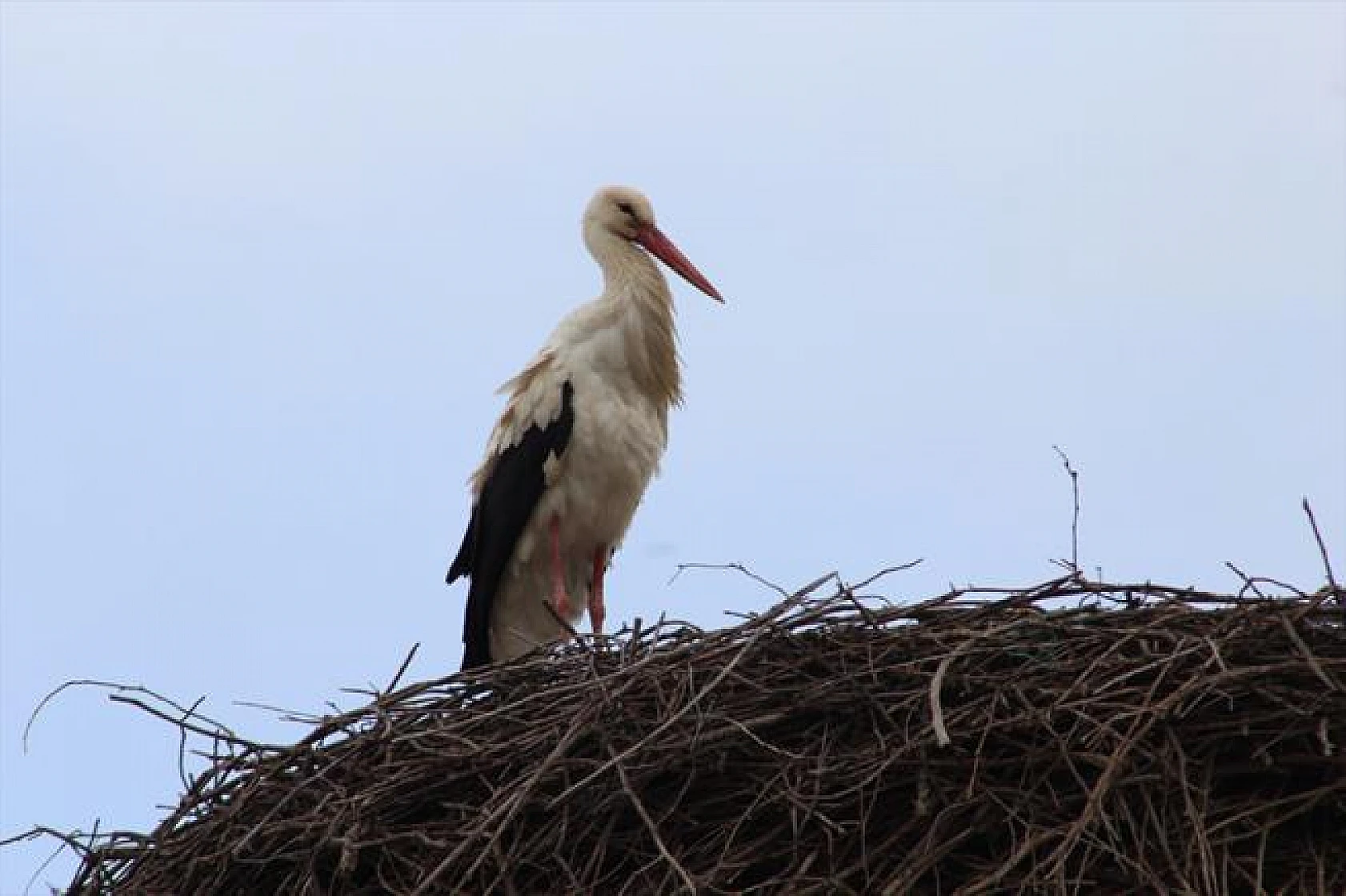 Leyleklerin göçü!