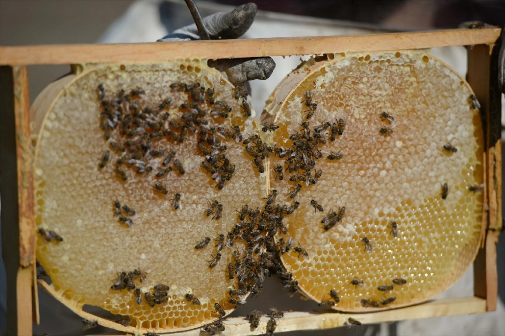 Kahramanmaraşlı bal üreticileri