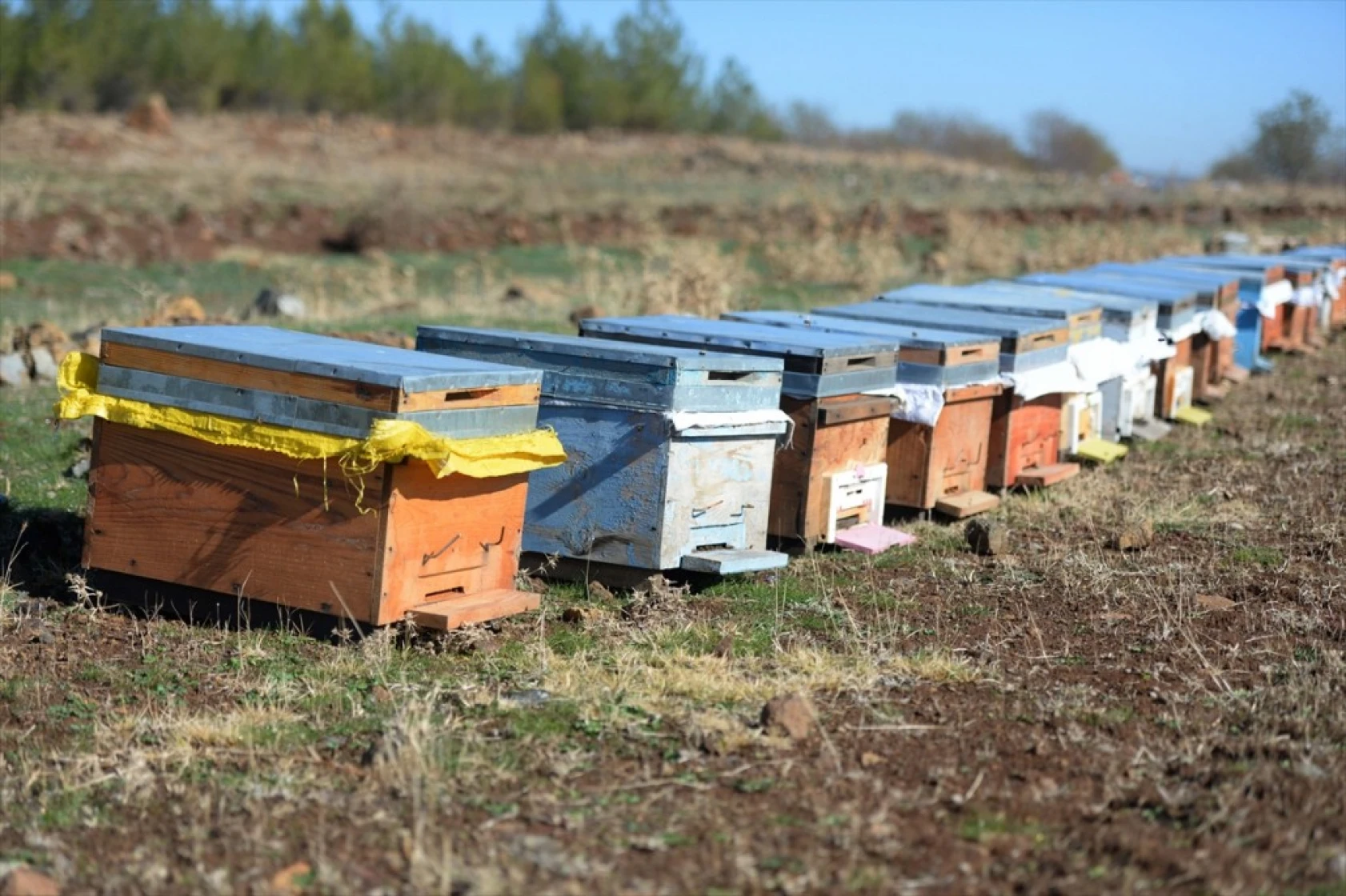 Kahramanmaraşlı bal üreticileri