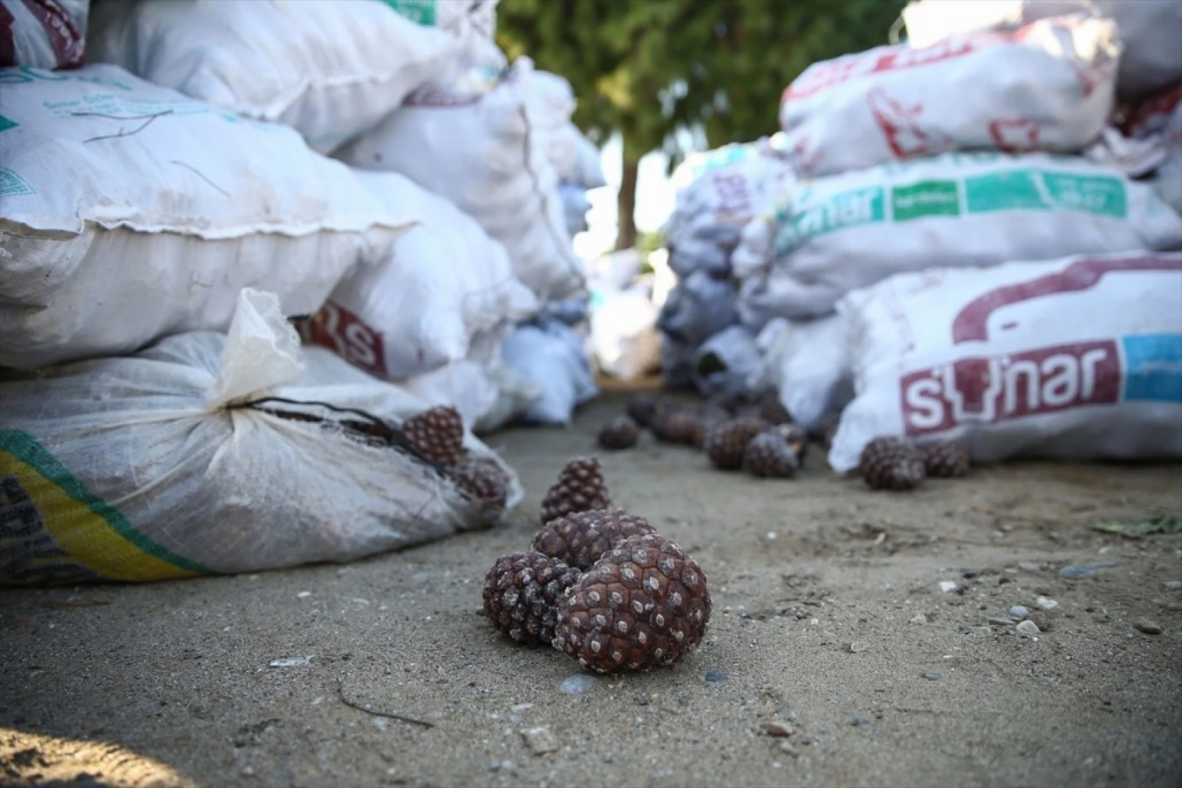 Çam fıstığının zorlu yolculuğu