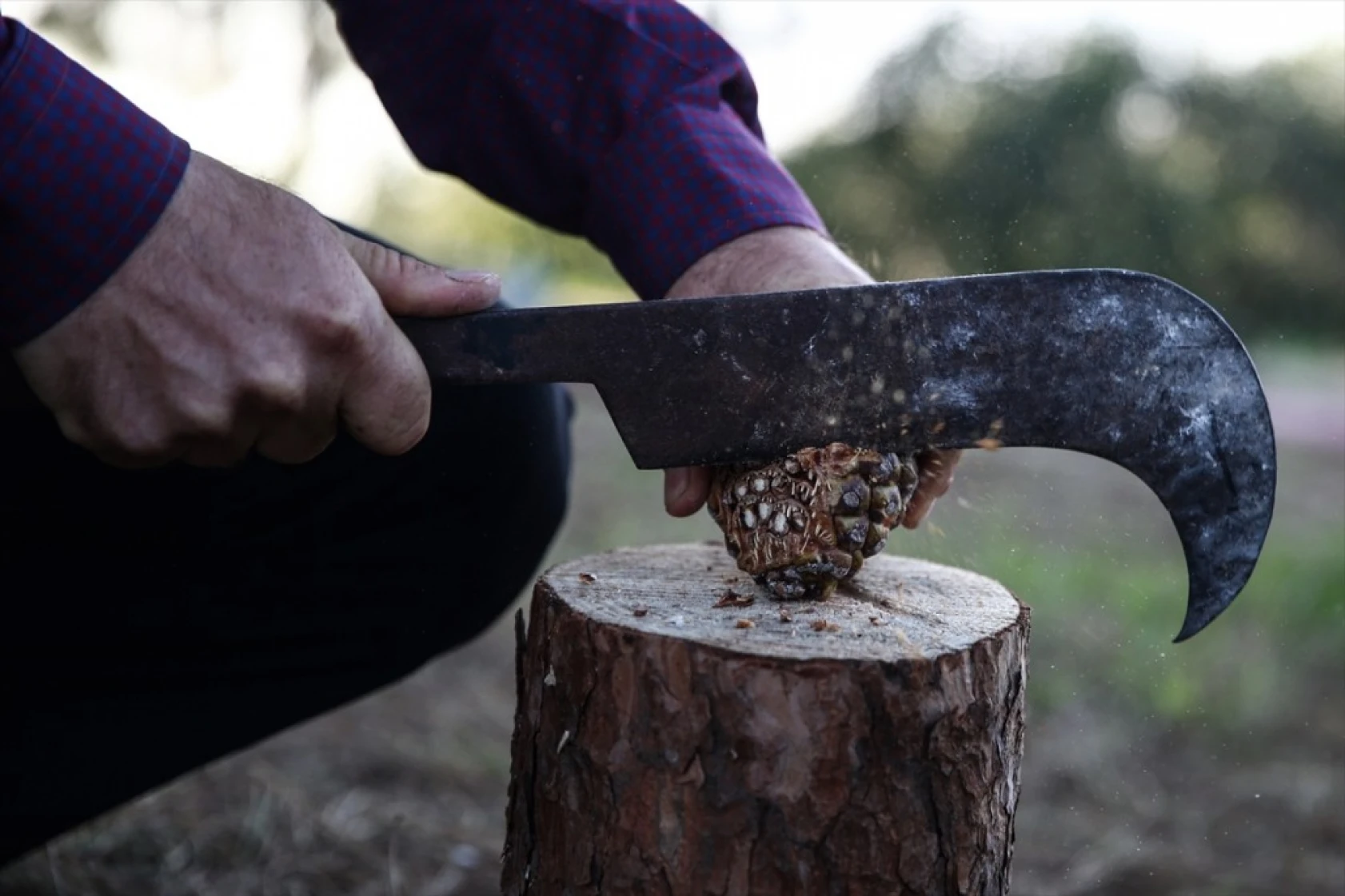 Çam fıstığının zorlu yolculuğu