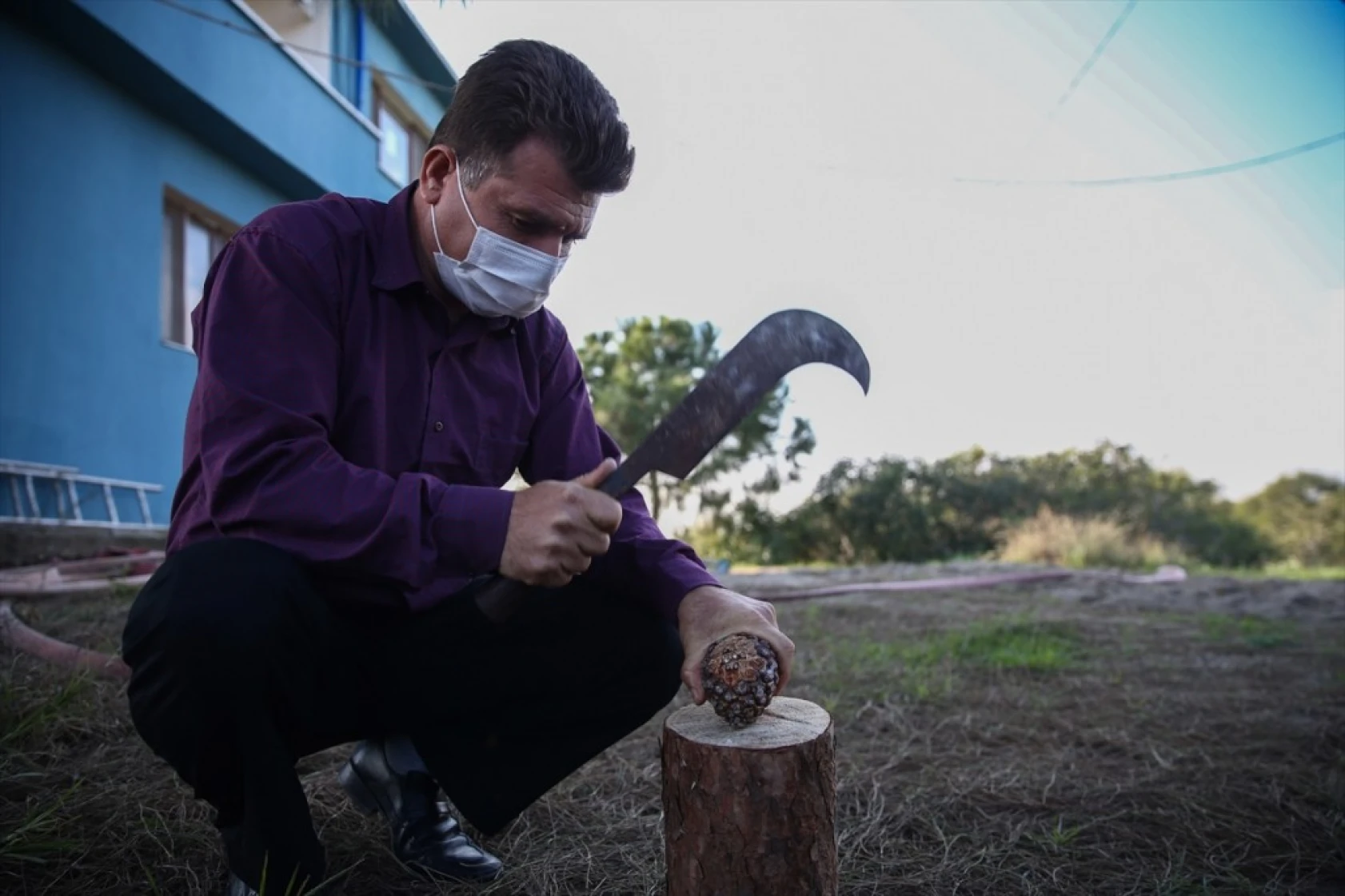 Çam fıstığının zorlu yolculuğu