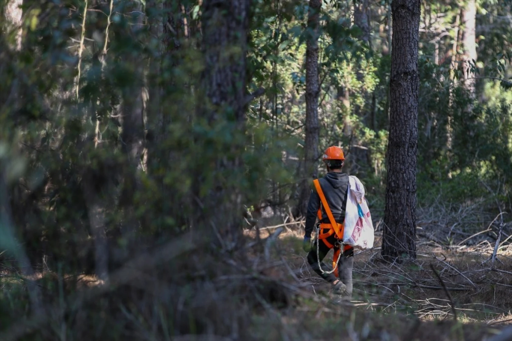 Çam fıstığının zorlu yolculuğu